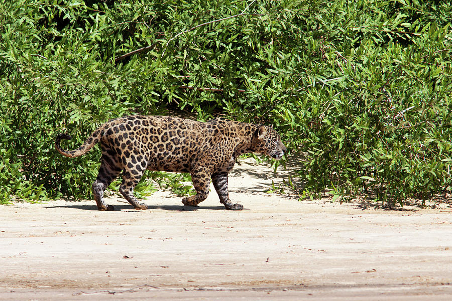 Jaguar Walking On A River Bank Photograph