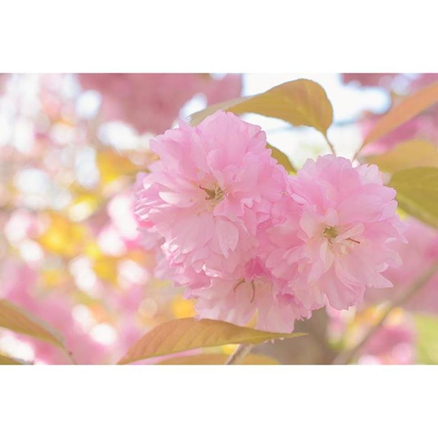 Cherryblossom Photograph - #japan (nara)
＊
#team_jp_flower #3 by Megumi Nakamoto