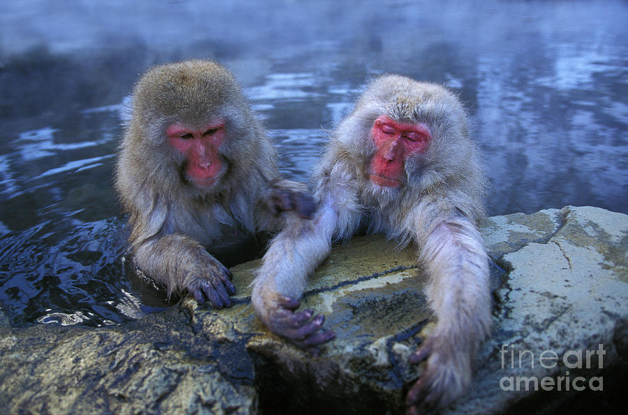 Japanese Macaque Macaca Fuscata #3 Photograph by Gerard Lacz