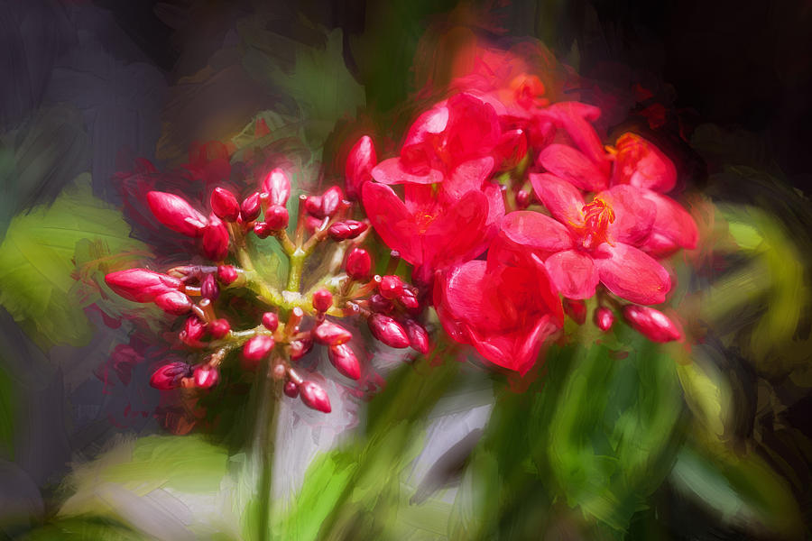 Jatropha Blossoms Painted  #3 Photograph by Rich Franco