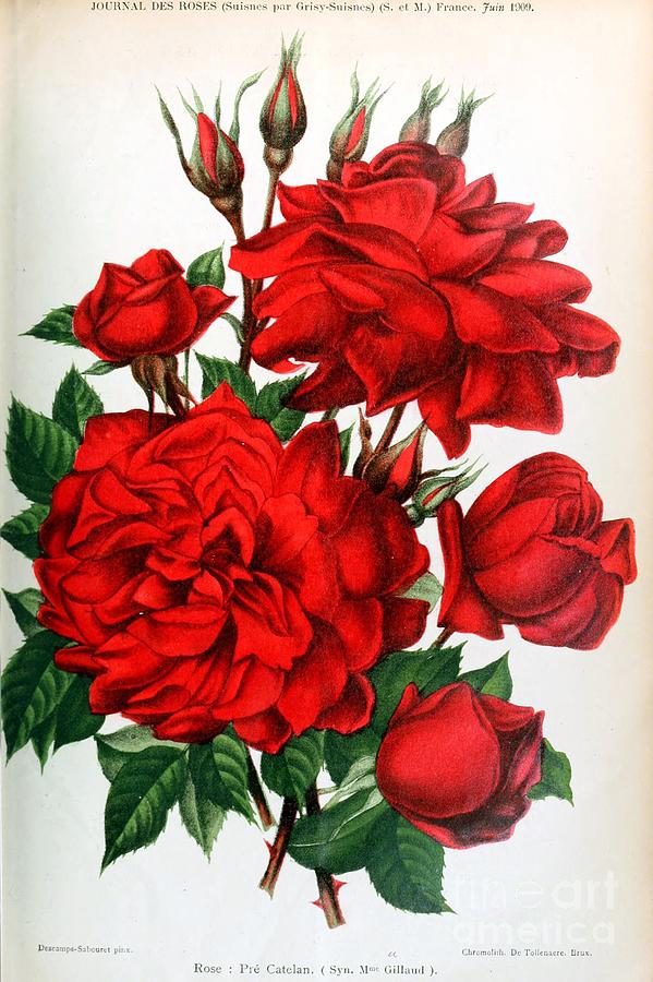 Journal des Roses – Exploring the World of Roses and Their Histories