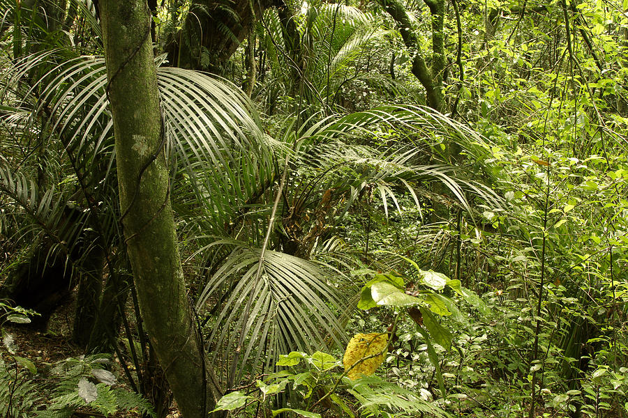 Jungle greenery Photograph by Les Cunliffe - Fine Art America