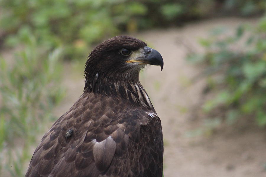 juvenile-bald-eagle-photograph-by-karen-harris