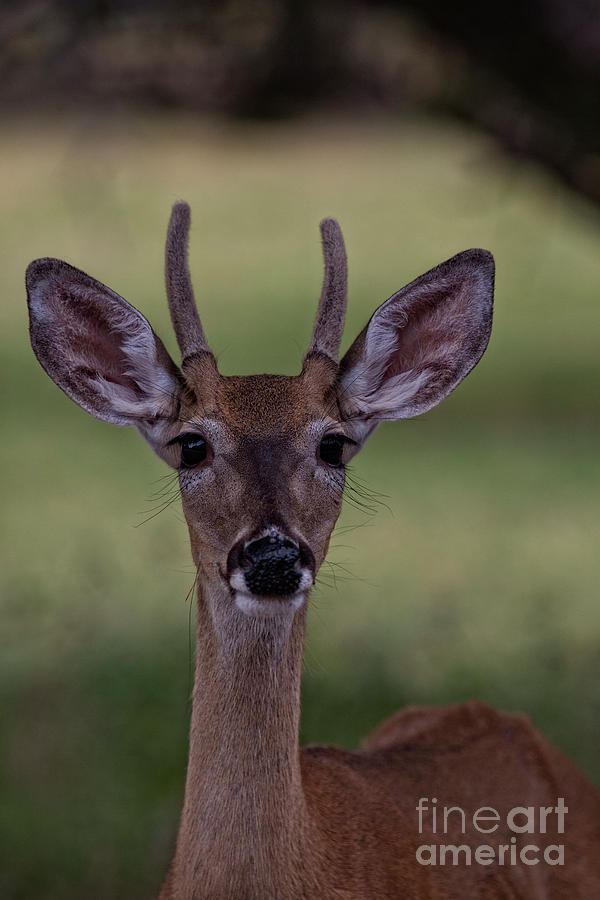 Juvenile Deer #3 Photograph by Douglas Barnard