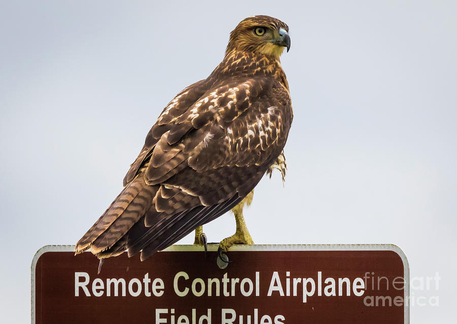 Canon Photograph - Juvenile Red-Tailed Hawk by Ricky L Jones Canon Photograph - Juvenile Red-Tailed Hawk by Ricky L Jones