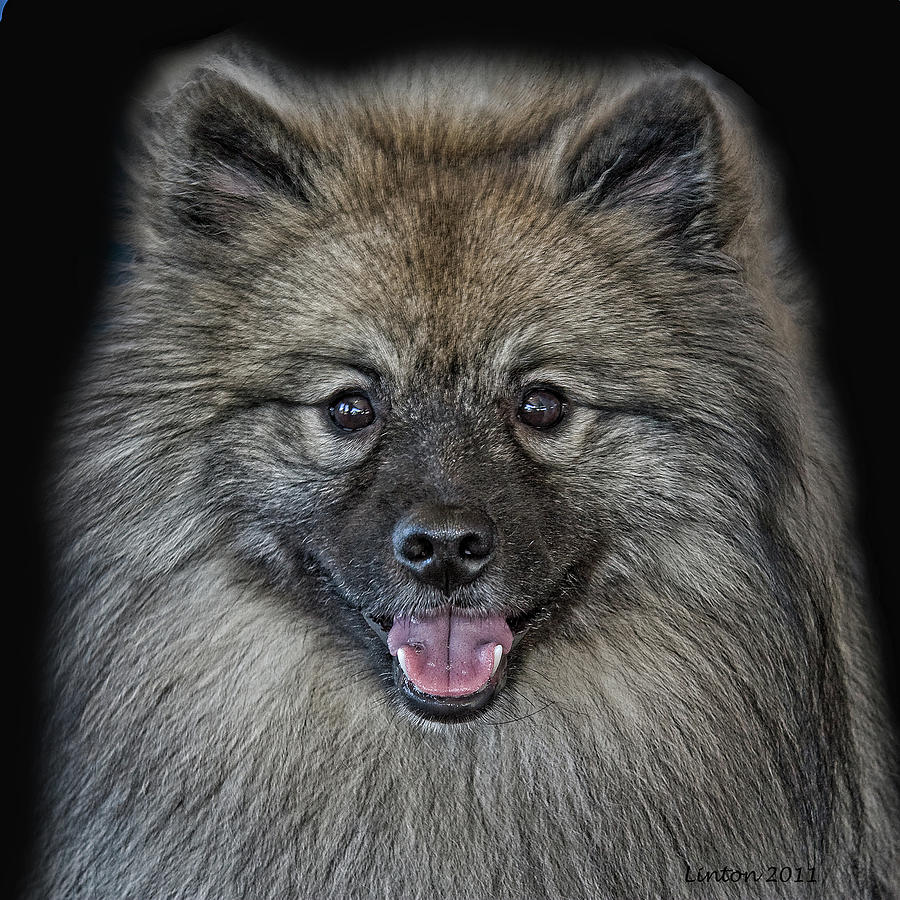 Keeshond Photograph by Larry Linton