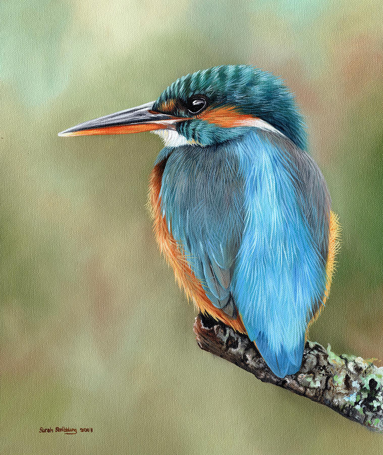 Kingfisher Painting - Kingfisher  #2 by Sarah Stribbling