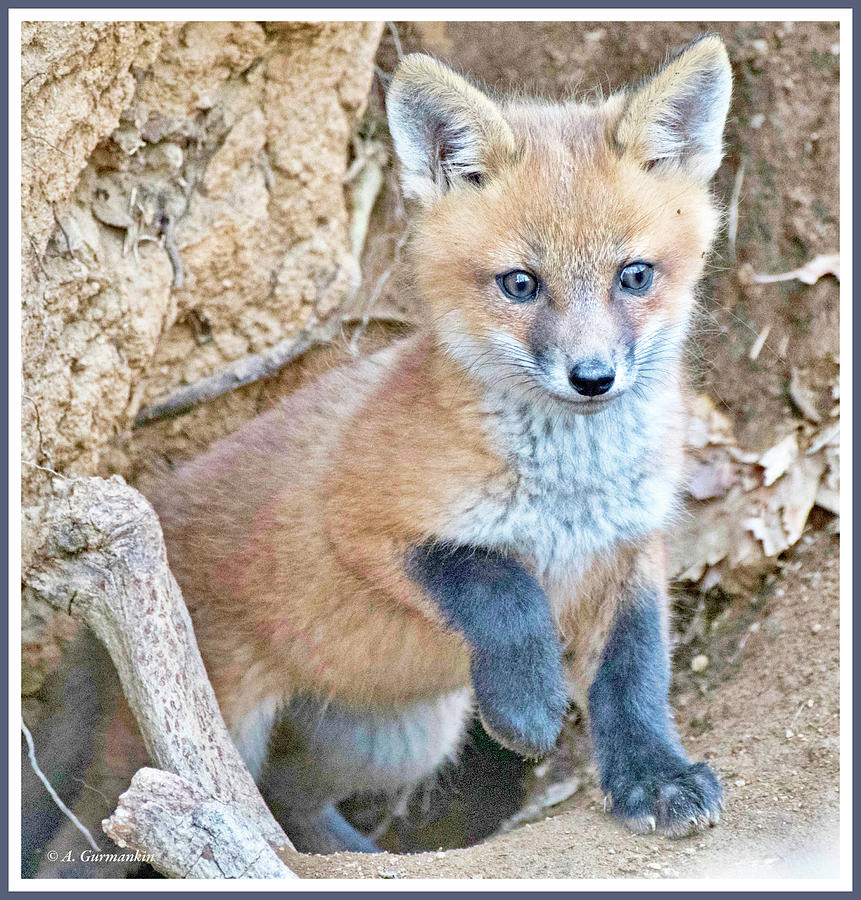 Kit Fox, Animal Portrait #1 Photograph by A Macarthur Gurmankin