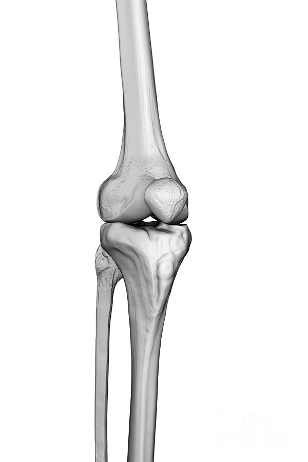 Knee Joint Photograph by Science Picture Co - Fine Art America