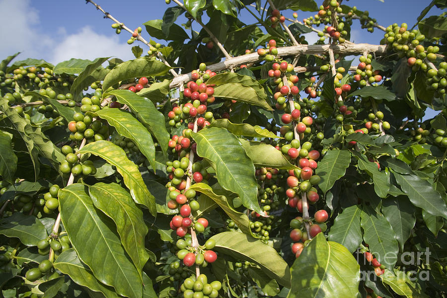 Kona Coffee Beans #3 Photograph by Inga Spence