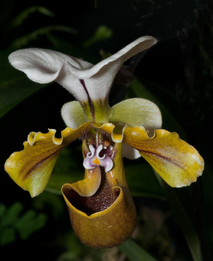 Lady Slipper Orchids #3 Digital Art by Carol Ailles