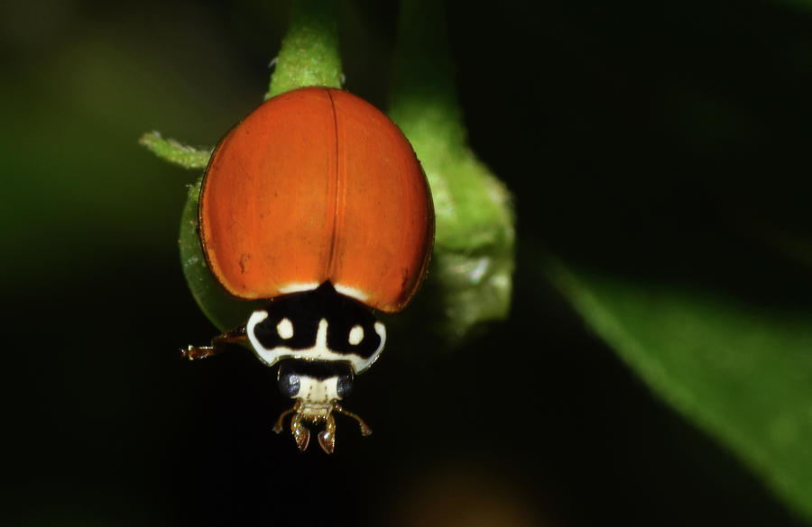 Spotless Lady Beetle Photograph by Larah McElroy