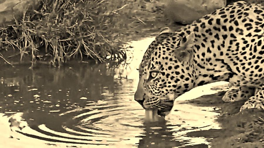 Lapping Leopard  #3 Photograph by Gini Moore