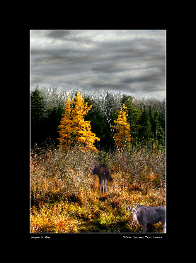 3 Larch and 2 Moose Poster Photograph by Wayne King