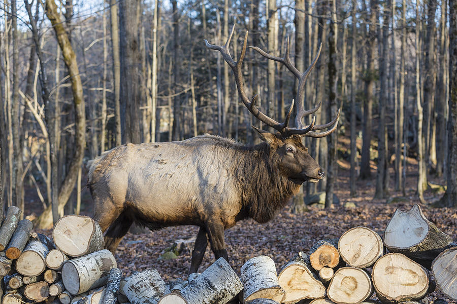 Large Male Elk #3 Photograph by Josef Pittner