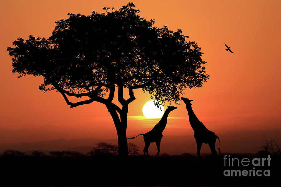 Large South African Giraffes At Sunset In Africa Digital Art