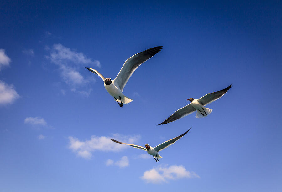 Laughing Gulls trio Photograph by Alexey Stiop