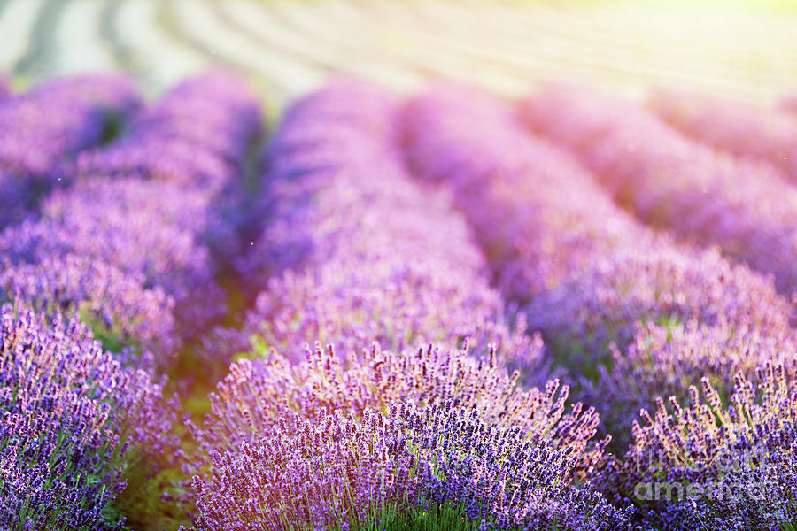 Lavender flower field at sunset. #3 Photograph by Michal Bednarek