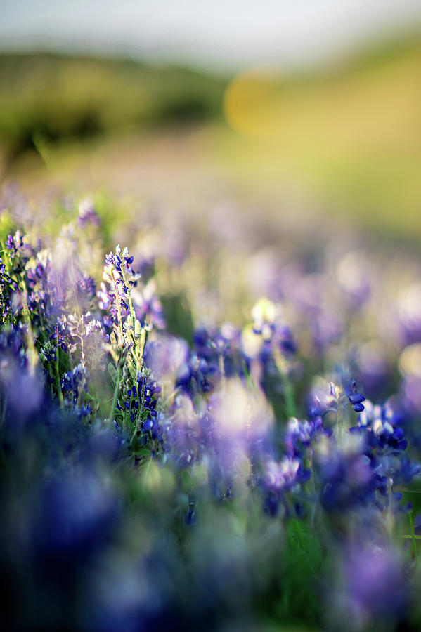 Lavender Purple Flower Blooming On Side Road In Texas At Sunset #3 Photograph by Alex Grichenko