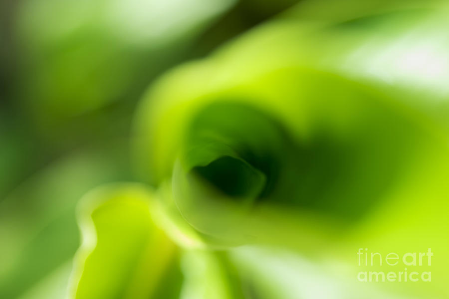 Leaf Abstract #3 Photograph by Ray Laskowitz - Printscapes