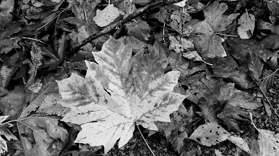 Leaves #2 Photograph by Cathy Anderson