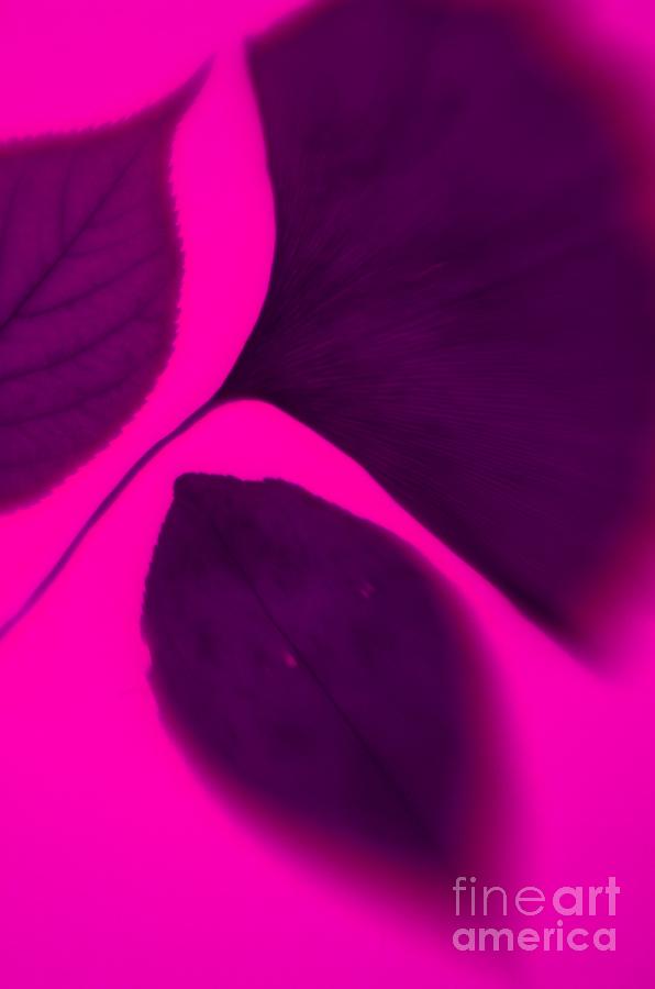 Pink Photograph - 3 Leaves Series by Tamarra Tamarra Pink Photograph - 3 Leaves Series by Tamarra Tamarra