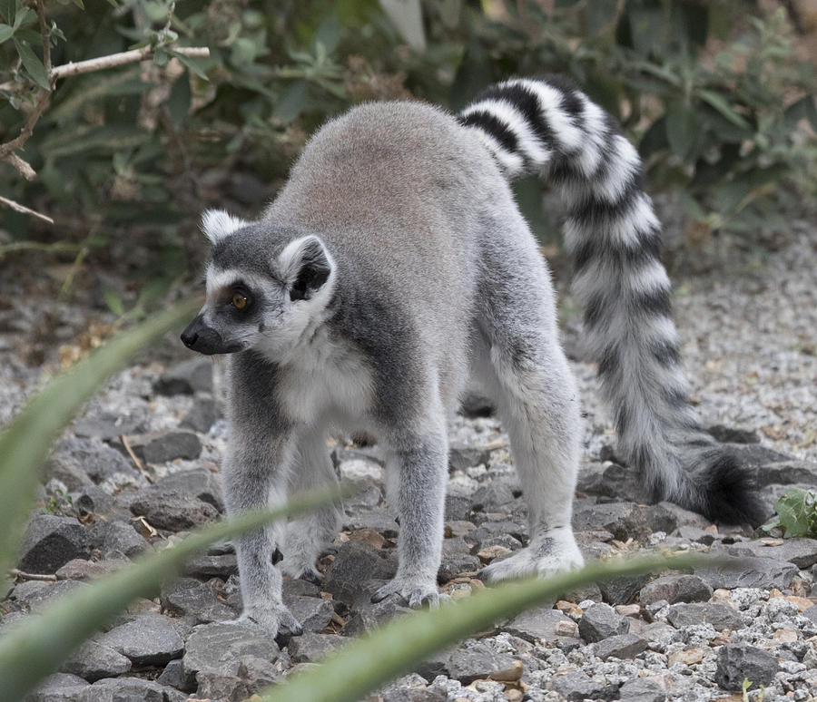 Lemur #3 Photograph by Masami Iida