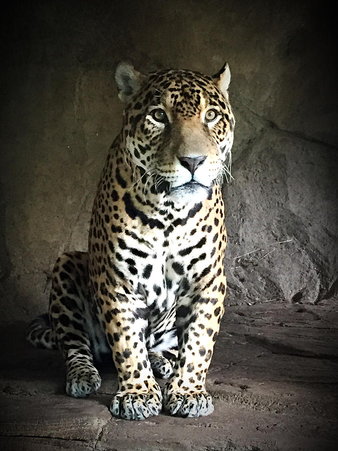 Nature Photograph - Leopard #3 by Jiayin Ma
