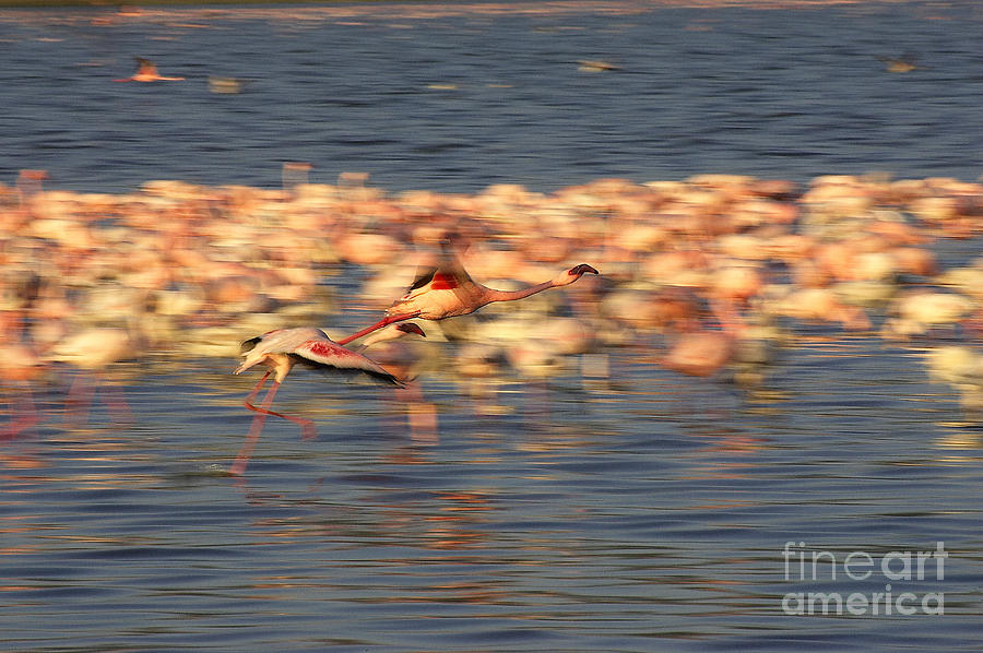 Lesser Flamingo Phoenicopterus Minor #3 Photograph by Gerard Lacz