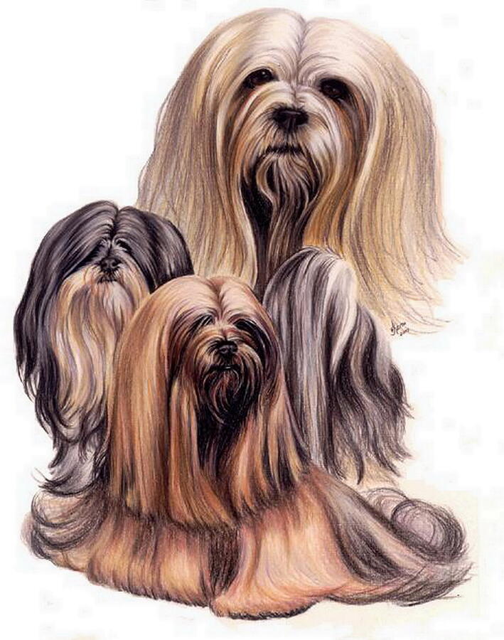 Lhasa Apso Collage Drawing by Barbara Keith