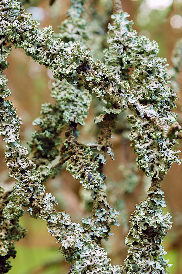 Lichen On Tree Branches Close-up On Blurred Background Photograph