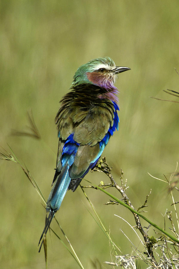Lilac-Breasted Roller #3 Photograph by Michele Burgess