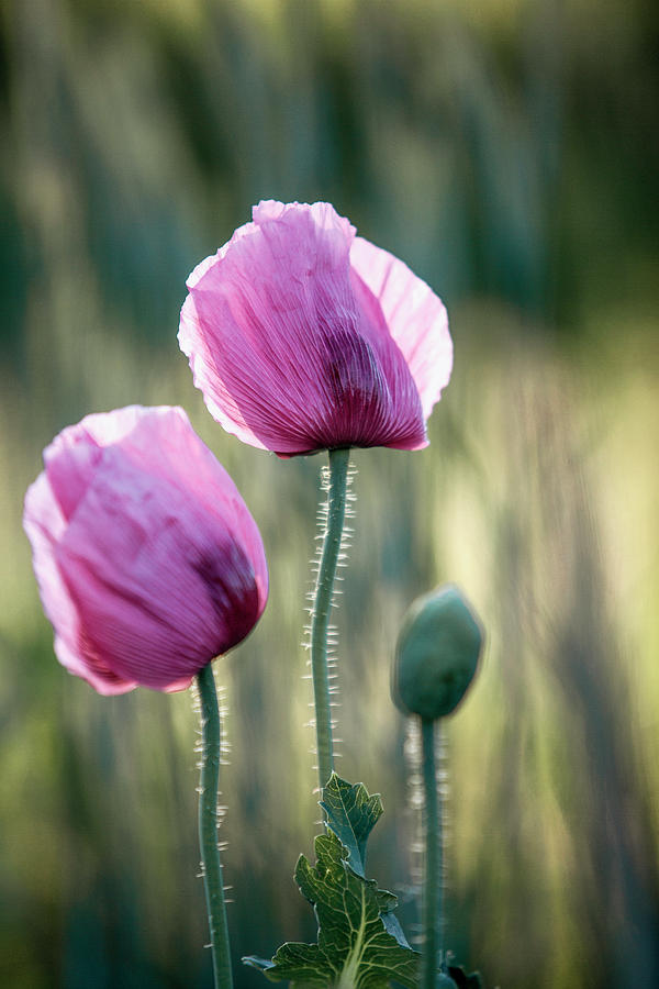 Lilac Poppy Flowers Photograph