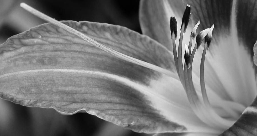Lily in Black and White #3 Photograph by Bruce Bley