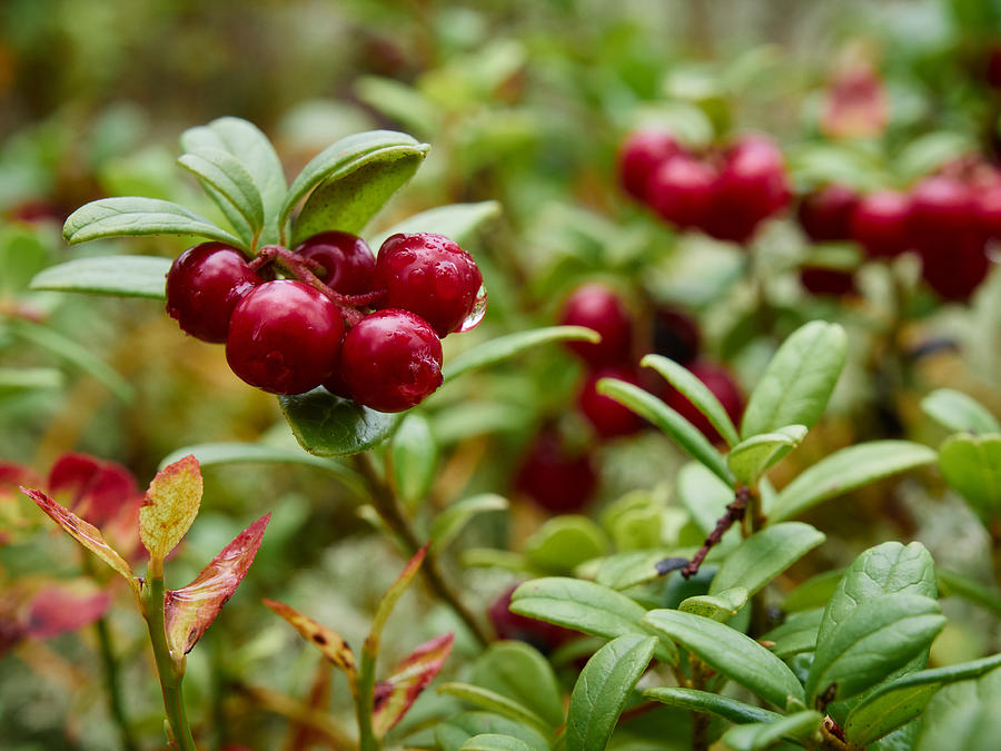 Lingonberry #3 Photograph by Jouko Lehto