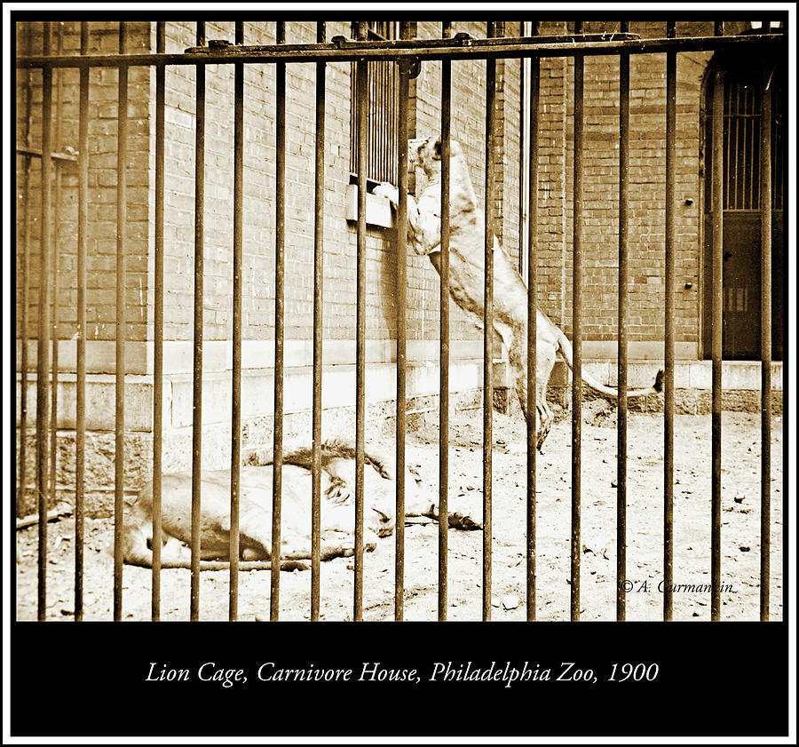 Lion Cage, Carnivore House, Philadelphia Zoo, c. 1900 #5 Photograph by A Macarthur Gurmankin