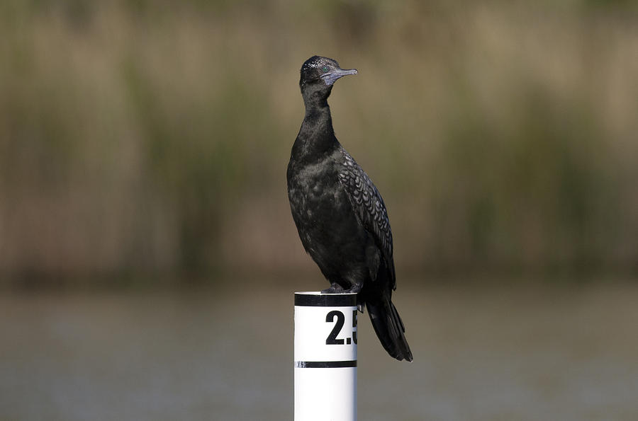 Little black cormorant #3 Photograph by Masami Iida