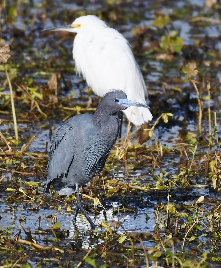 Little Blue Heron #3 Photograph by David Campione