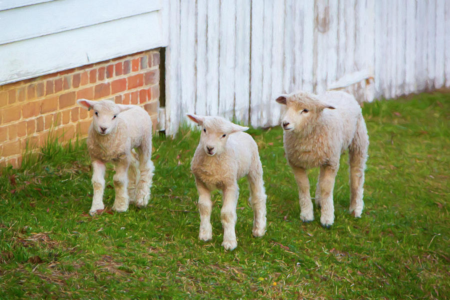 3 Little Lambs Photograph