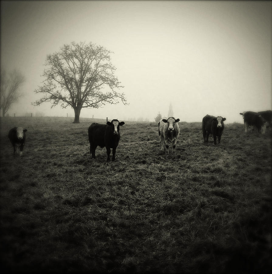 Livestock #3 Photograph by Les Cunliffe