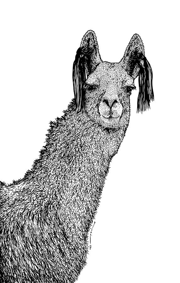 Nature Drawing - Llama #3 by Karl Addison