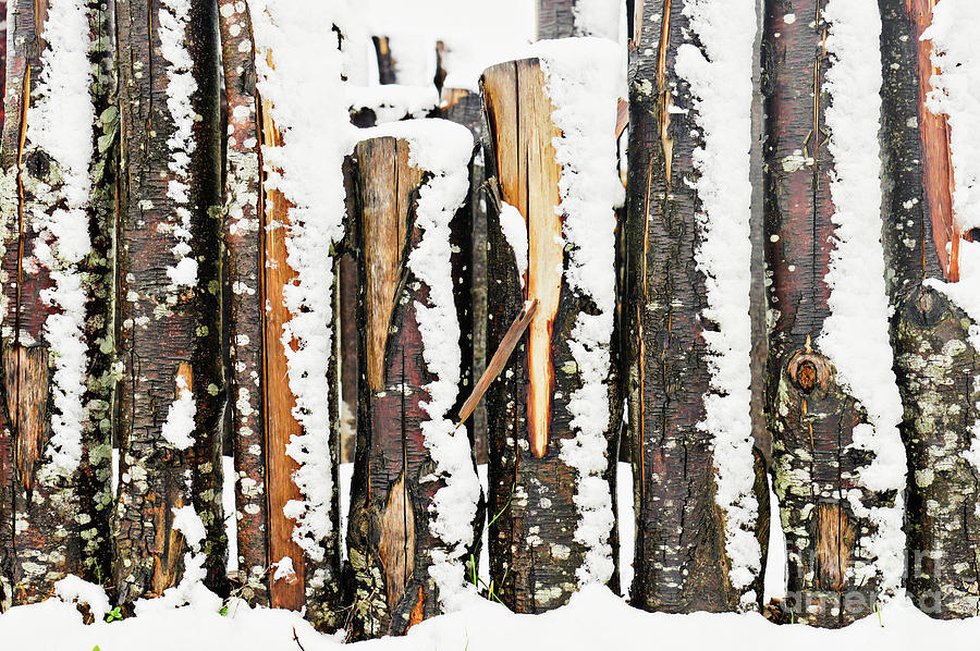 Log fence in the snow #3 Photograph by Tom Gowanlock