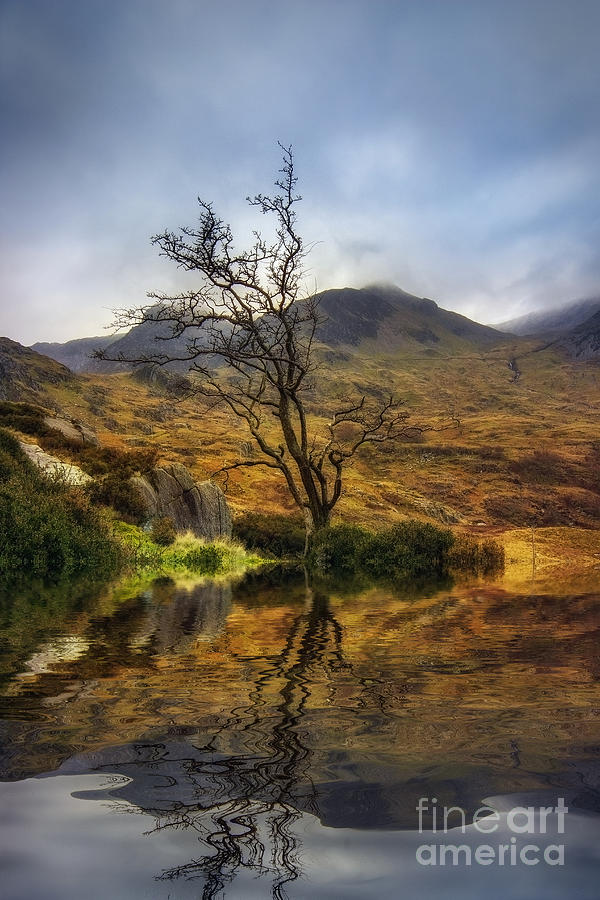Nature Photograph - Lone Tree #3 by Ian Mitchell