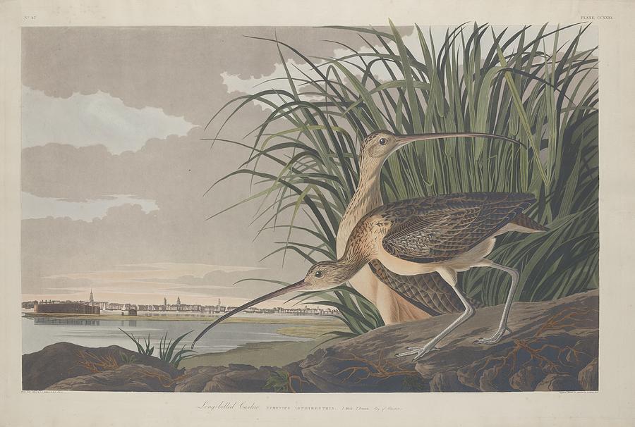 Long-Billed Curlew #3 Drawing by Dreyer Wildlife Print Collections 