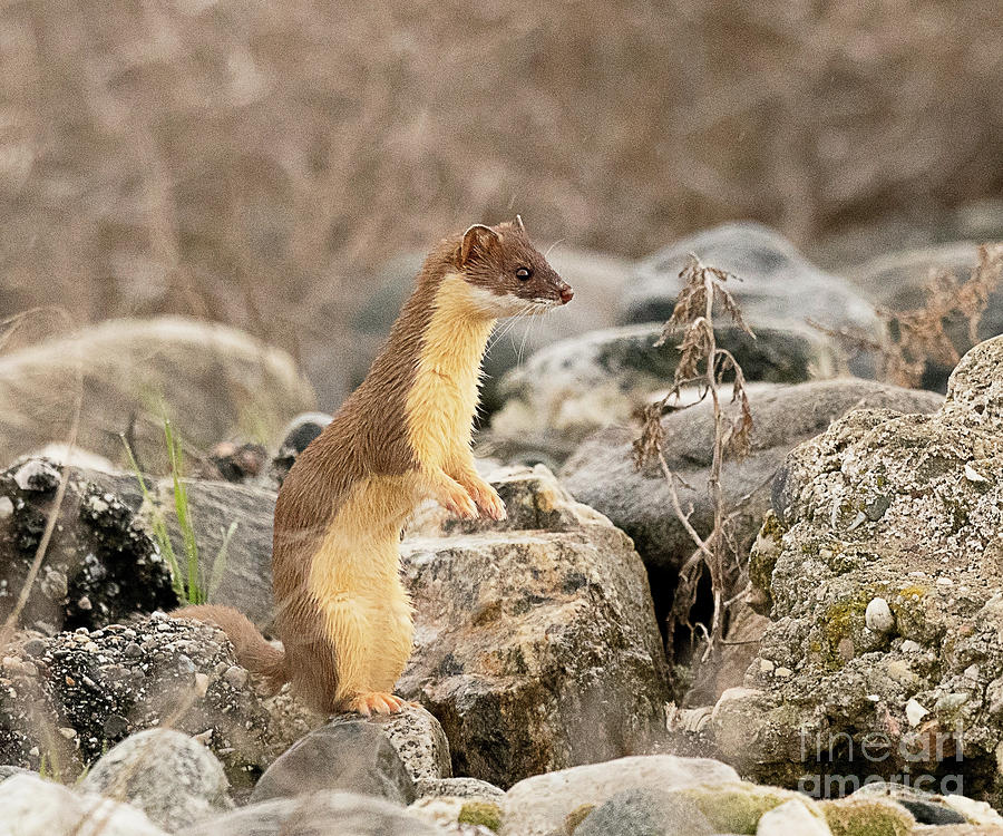 Nature Photograph - Long Tailed Weasel #15 by Dennis Hammer