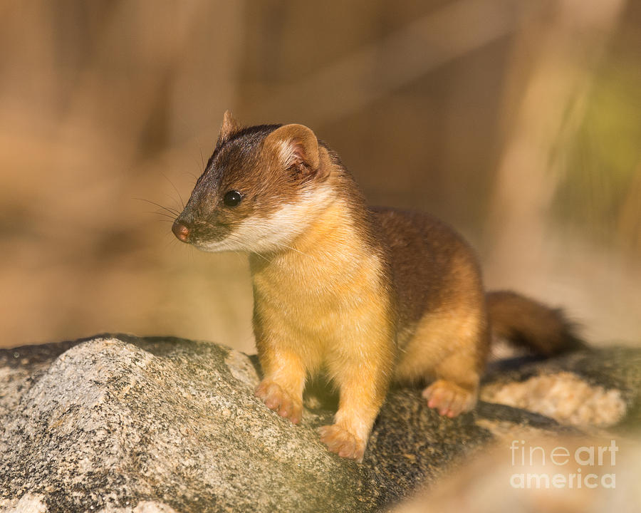 Long Tailed Weasel Hunting #2 Photograph by Dennis Hammer