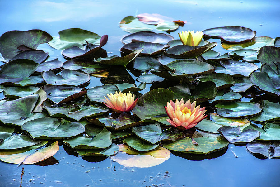 3 Lotus Flowers On The Lake Photograph By Burcu Basyigit Fine Art America