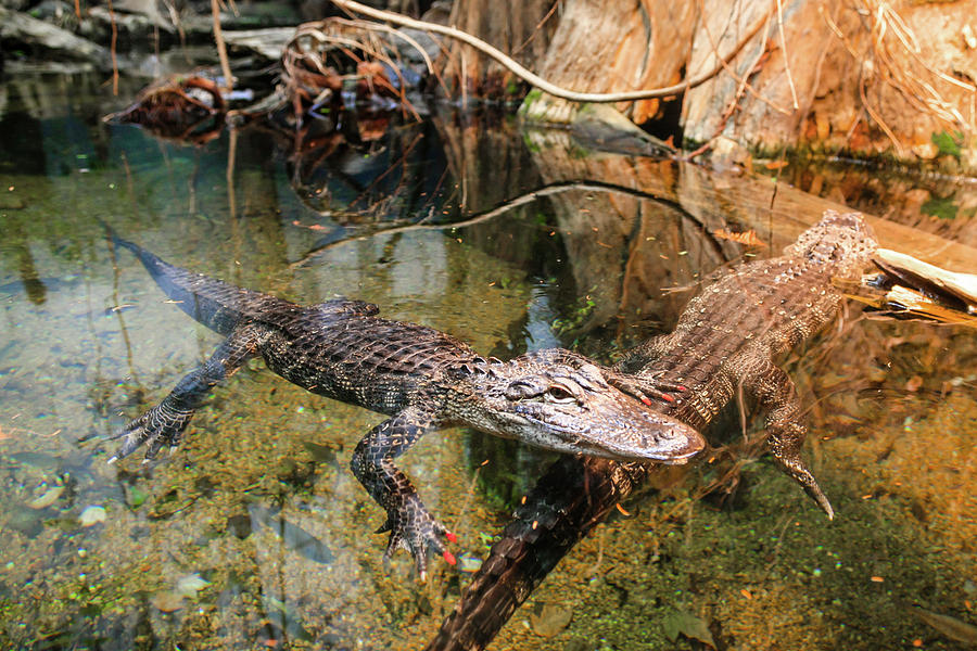 Louisianna Alligators #4 Photograph by Chris Smith