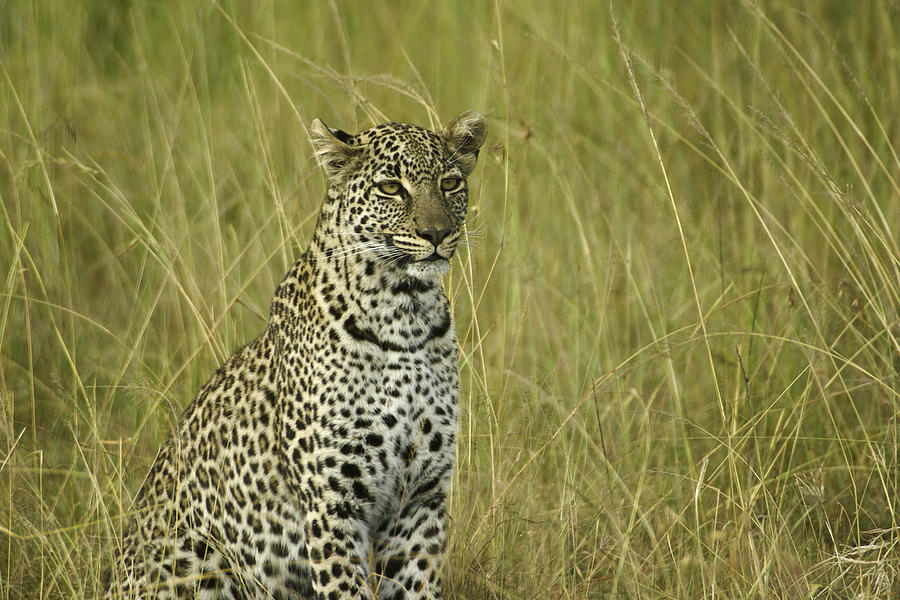 Lovely Leopard #3 Photograph by Michele Burgess