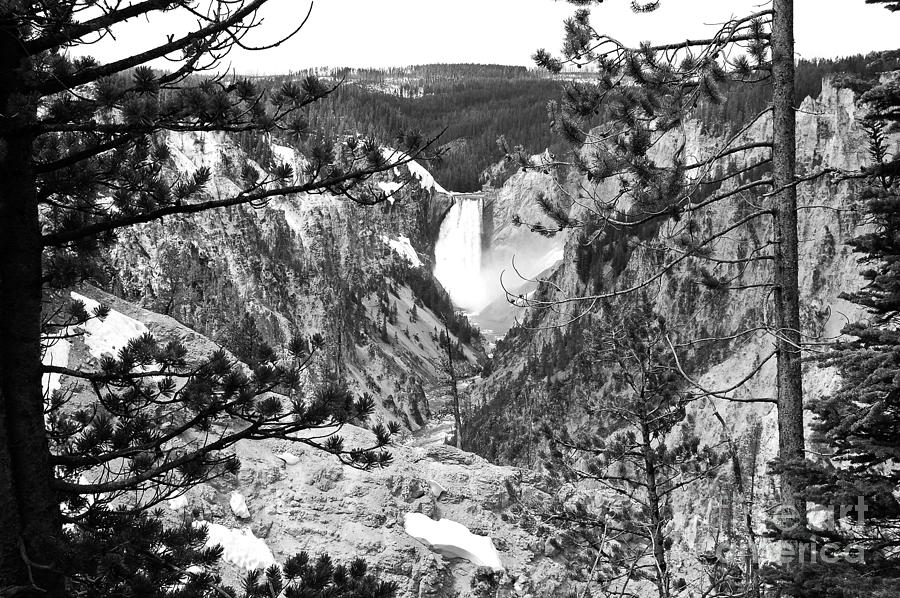 Lower Falls from Artist Point Yellowstone National Park Wyoming Black and White Photograph by Shawn OBrien
